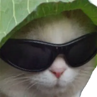 😎 cat, sunglasses, leaf, funny, animal, pet telegram sticker