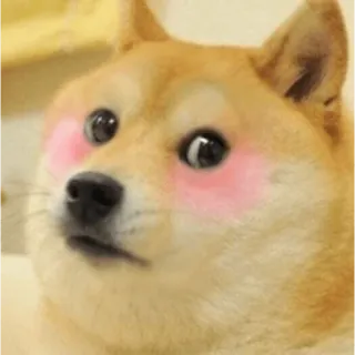 😳 Doge Doge, Perro, Meme, Meme de internet, Cara de perro, Shiba Inu, Sonrojo telegram sticker