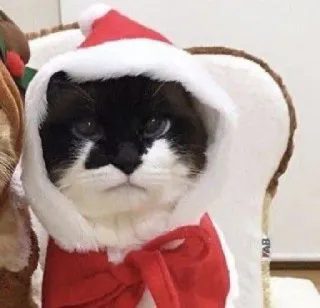 🤩 cat, christmas, santa hat, pet, animal, holiday telegram sticker