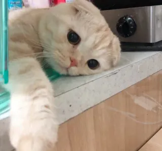 😔 kucing, hewan peliharaan, binatang, imut, anak kucing, Scottish Fold telegram sticker