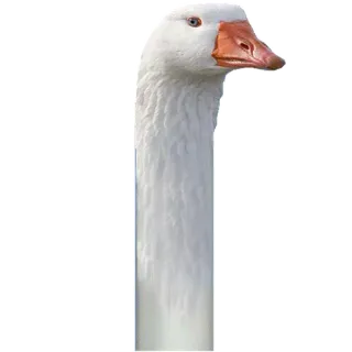 💛 鹅, 白色, 鸟, 动物, 脖子, 鸟类 telegram sticker