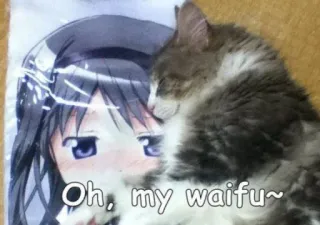 🥰 Oh, my waifu~ cat, waifu, anime, pillow, cute telegram sticker
