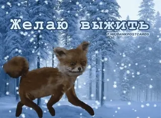 🌟 Желаю выжить renard, neige, hiver, mème telegram sticker