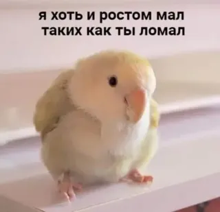 🏋‍♀️ я хоть и ростом мал
таких как ты ломал นก, เล็ก, น่ารัก, นกแก้ว telegram sticker