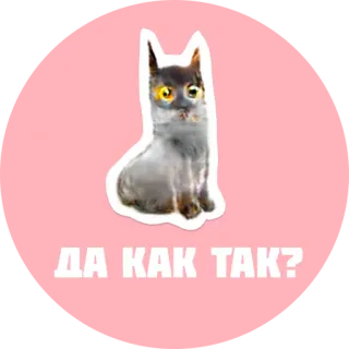 😫 ДА КАК ТАК? gatto, sticker, russo, domanda, meme, animale whatsapp sticker
