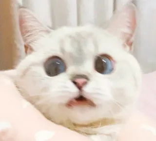 😱 кот, милый, домашнее животное, животное, котенок, смешной, домашнее животное, белый кот telegram sticker