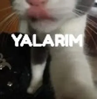 @efesizkla @AsenaUserBot Paketi 1 whatsapp stickers