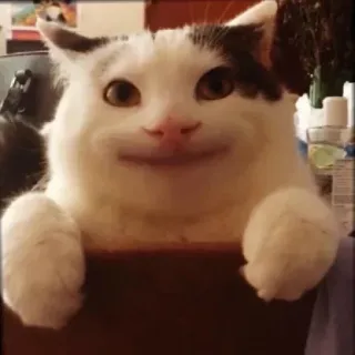 😁 chat, mème, drôle, animal, mignon telegram sticker