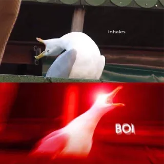 😡 inhales BOI goéland, mème, mec, animal, oiseau telegram sticker