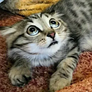 🙄 gato, gatito, asustado, miedo, animal, mascota, atigrado telegram sticker