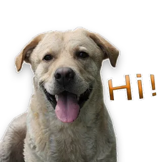 rapdog66 whatsapp stickers