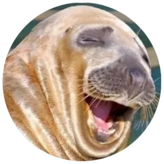 😅 foka, zwierzę, ssak, stworzenie morskie, śmiech, zabawny telegram sticker