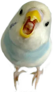 😤 bird, parakeet, animal, cute, pet, small bird telegram sticker