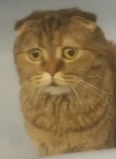 😶 gato, animal, animal de estimação, fofo, Scottish Fold telegram sticker