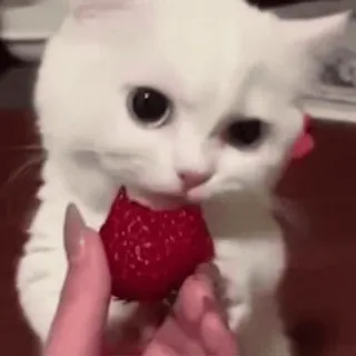 😋 cat, strawberry, pet, animal, cute, white cat, food telegram sticker