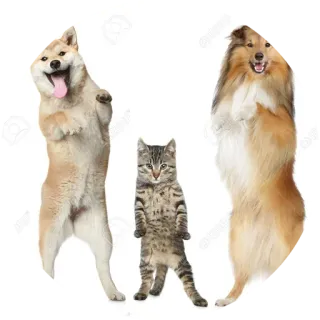👫 犬, 猫, 子猫, 子犬, 動物, ペット, 可愛い telegram sticker