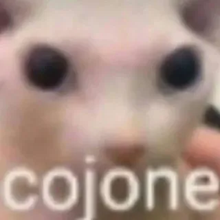 🖕 cojone chat, mème, drôle, animal telegram sticker