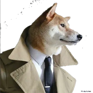 😳 chien, shiba inu, trench coat, détective, animal, animal de compagnie whatsapp sticker