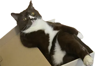 ⛱ cat, pet, box, animal, domestic cat, tuxedo cat telegram sticker
