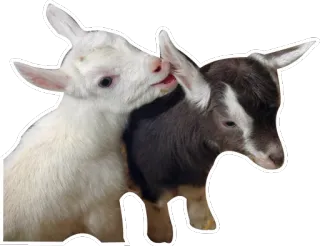 💏 goats, animals, cute, baby goats telegram sticker