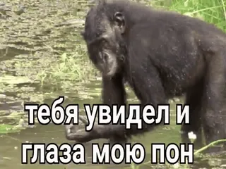 🐒 тебя увидел и глаза мою пон 고릴라, 동물, 밈, 러시아어, 웃긴 whatsapp sticker