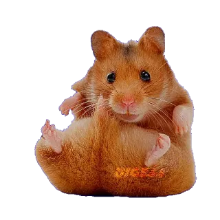 🐹 hamster, animal, rodent, cute, funny, pet, golden hamster telegram sticker