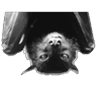 🦇