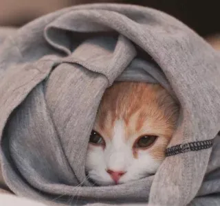 🐱 gato, gatinho, cobertor, laranja, branco, fofo, animal de estimação, animal whatsapp sticker