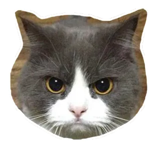 😤 แมว, สัตว์, สัตว์เลี้ยง, น่ารัก, สัตว์ตระกูลแมว telegram sticker