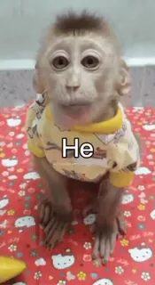 🙅‍♂️ He 원숭이, 동물, 귀여운, 영장류, 야생 동물 telegram sticker