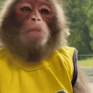 😔 macaco, animal, mamífero, retrato, vida selvagem, primata whatsapp sticker