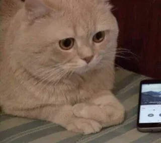 😔 gatto, animale, animale domestico, carino, gattino, telefono, guardando whatsapp sticker