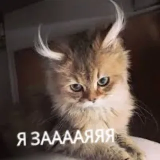 🐰 Я ЗААААЯЯЯ gatto, gattino, animale, divertente, meme whatsapp sticker