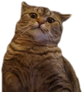 😕 cat, animal, mammal, pet, tabby, domestic cat telegram sticker