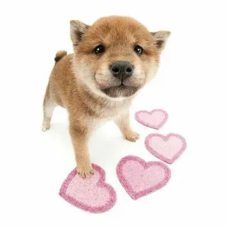 💗 강아지, 개, 하트, 사랑, 귀여운, 동물, 시바견 telegram sticker