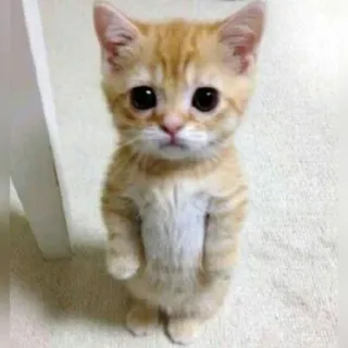 🐈 새끼 고양이, 고양이, 귀여운, 동물, 빨간머리, 애완 동물, 길들여진 telegram sticker