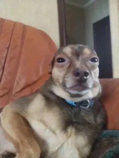 🥸 cachorro, animal de estimação, chihuahua, animal, engraçado, meme telegram sticker