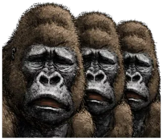 😩 горилла, грустный, обезьяна, животные, дикая природа whatsapp sticker