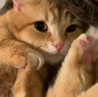 🥺 Katze, Kätzchen, Haustier, süß, Haustier telegram sticker