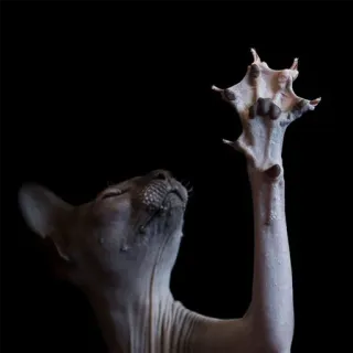 👋 gatto, sphynx, zampa, animale, domestico, animale domestico telegram sticker