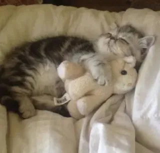 😸 kitten, kat, slapen, knuffel, schattig, huisdier, huisdier, katachtig telegram sticker