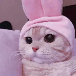 🐈‍⬛️ cat, bunny, animal, cute, pet, ears, hat telegram sticker