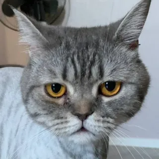 Пися (@creahore) telegram stickers