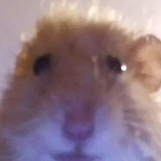 😶 hamster, animal, animal de compagnie, rongeur, mignon, drôle telegram sticker