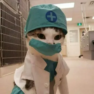 😺 chat, docteur, animal de compagnie, animal, chaton, mignon, médical, vétérinaire telegram sticker