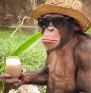 🍹 aap, dier, zonnebril, hoed, drankje, schattig whatsapp sticker