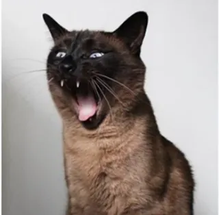 Cola_The_Cat telegram stickers