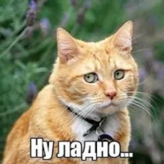 😞 Ну ладно... gatto, meme, divertente, russo, animale, adesivo whatsapp sticker