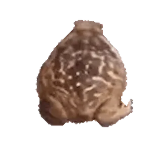 🐸 Frosch, Tier, Wildtier, Amphibie, Natur telegram sticker