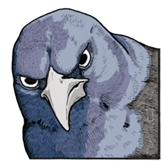 😡 pigeon, bird, angry, animal, gray telegram sticker